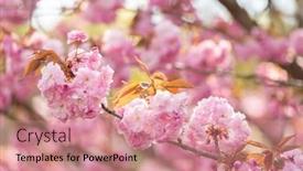  Presentation with sakura - Audience pleasing PPT layouts consisting of blooming-sakura-on-a-sunny backdrop and a coral colored foreground