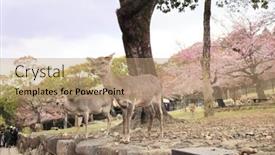  Presentation with japan cherry blossom - Slides featuring blooming-sakura-trees-and-sika background and a coral colored foreground