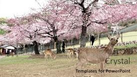  Presentation with japan sakura - Presentation consisting of blooming-sakura-trees-and-sika background and a coral colored foreground