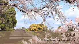  Presentation with japan sakura - PPT theme enhanced with blooming-sakura-trees-in-koishikawa background and a coral colored foreground