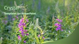  Presentation with blooming flower animated - Colorful presentation enhanced with blooming-sally-epilobium-angustifolium backdrop and a ocean colored foreground