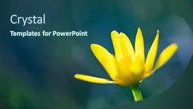  Presentation with magic - Audience pleasing slide deck consisting of blooming-single-lesser-celandine backdrop and a ocean colored foreground