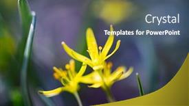  Presentation with magic - Amazing PPT theme having blooming-single-lesser-celandine backdrop and a ocean colored foreground