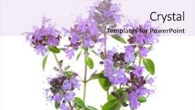  Presentation with thyme - Colorful presentation design enhanced with blooming sprigs of wild thyme backdrop and a lavender colored foreground