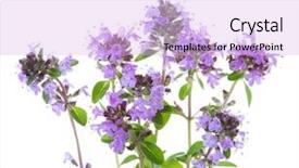  Presentation with thyme - Presentation theme enhanced with blooming sprigs of wild thyme background and a lavender colored foreground