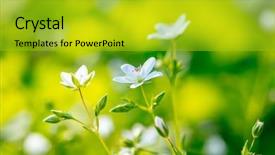  Presentation with gentle - Presentation design consisting of blooming spring flowers gentle little background and a gold colored foreground