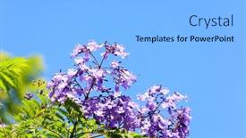  Presentation with israel - Presentation theme consisting of blooming-spring-jacaranda-blooms background and a light blue colored foreground