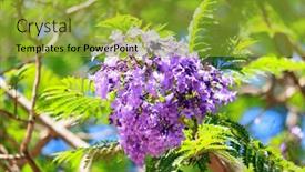  Presentation with israel - Theme enhanced with blooming-spring-jacaranda-blooms background and a gold colored foreground