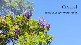  Presentation with israel - Presentation theme featuring blooming-spring-jacaranda-blooms background and a light blue colored foreground