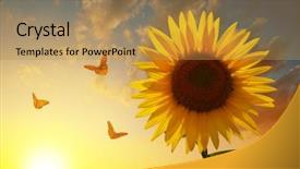  Presentation with butterflies - Theme featuring blooming sunflower with butterflies background and a gold colored foreground