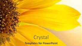  Presentation with sunflowers - Presentation design with blooming-sunflowers-on-a-clear background and a gold colored foreground