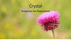  Presentation with thistle - Slides having blooming thistle plant silybum marianum background and a yellow colored foreground
