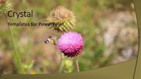  Presentation with thistle - Cool new slides with blooming thistle plant silybum marianum backdrop and a gold colored foreground