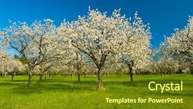  Presentation with orchard - Beautiful presentation theme featuring apple orchard in the middle of the spring season panoramic photo backdrop and a tawny brown colored foreground