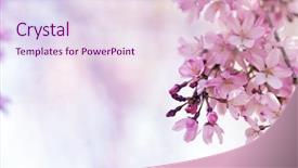  Presentation with cherry blossom - Slide set having blossom with beautiful bokeh background background and a lemonade colored foreground