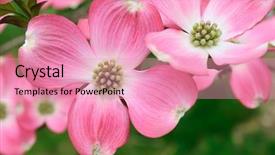  Presentation with dogwood - Colorful slide deck enhanced with pink flowering dogwood flower close backdrop and a coral colored foreground