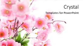  Presentation with plum blossom - PPT theme featuring tree blooming - pink plum blossom isolated background and a white colored foreground