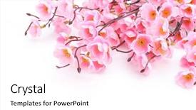  Presentation with plum blossom - PPT layouts with tree blooming - pink plum blossom isolated background and a white colored foreground