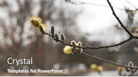  Presentation with springtime - Presentation design having blooming-tree-in-springtime background and a tawny brown colored foreground
