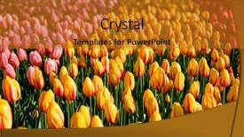  Presentation with blooming flower animated - Audience pleasing presentation theme consisting of blooming tulips flowerbed in keukenhof backdrop and a gold colored foreground