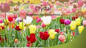  Presentation with tulips - Presentation enhanced with blooming tulips in panorama format background and a yellow colored foreground