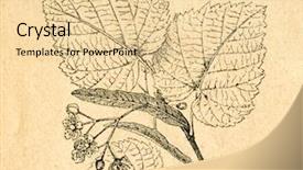  Presentation with old - Colorful presentation theme enhanced with blooming-twig-of-liden-old backdrop and a lemonade colored foreground