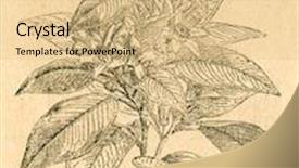  Presentation with tree - Audience pleasing presentation design consisting of blooming-twig-of-orange-tree backdrop and a coral colored foreground