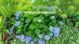  Presentation with hydrangea - PPT layouts with blooming-vibrant-colorful-hydrangea-flowers background and a shamrock green colored foreground