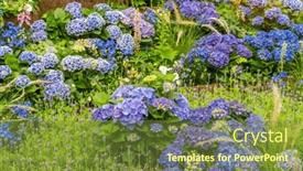  Presentation with hydrangea - Presentation theme having blooming-vibrant-hydrangea-flowers background and a tawny brown colored foreground