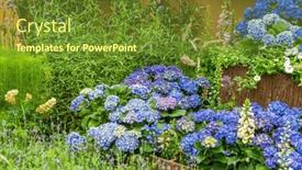  Presentation with hydrangea - Slides enhanced with blooming-vibrant-hydrangea-flowers background and a tawny brown colored foreground