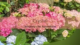  Presentation with hydrangea - Slide set featuring blooming-vibrant-hydrangea-flowers background and a coral colored foreground