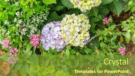  Presentation with pink flowers - Presentation theme consisting of blooming-vibrant-pink-hydrangea-flowers background and a tawny brown colored foreground