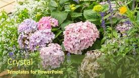  Presentation with hydrangea - Theme having blooming-vibrant-pink-hydrangea-flowers background and a tawny brown colored foreground