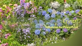  Presentation with pink flowers - Presentation theme with blooming-vibrant-pink-hydrangea-flowers background and a tawny brown colored foreground