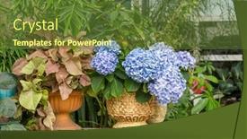  Presentation with hydrangea - Presentation theme consisting of blooming-vibrant-pink-hydrangea-flowers background and a tawny brown colored foreground