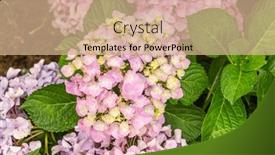  Presentation with hydrangea - Presentation design having blooming-vibrant-pink-hydrangea-flowers background and a coral colored foreground