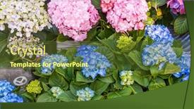  Presentation with hydrangea - Colorful PPT theme enhanced with blooming-vibrant-purple-hydrangea-flowers backdrop and a tawny brown colored foreground
