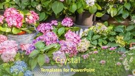  Presentation with purple flowers - PPT layouts having blooming-vibrant-purple-hydrangea-flowers background and a tawny brown colored foreground