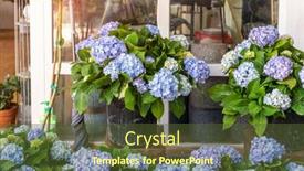  Presentation with hydrangea - Amazing slide deck having blooming-vibrant-purple-hydrangea-flowers backdrop and a tawny brown colored foreground