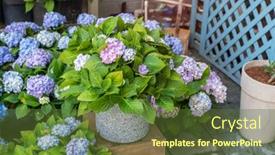  Presentation with purple flowers - Slide deck with blooming-vibrant-purple-hydrangea-flowers background and a tawny brown colored foreground