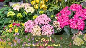  Presentation with purple flowers - Cool new PPT theme with blooming-vibrant-purple-hydrangea-flowers backdrop and a tawny brown colored foreground