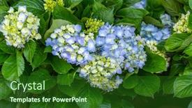  Presentation with purple flowers - Slide deck with blooming-vibrant-purple-hydrangea-flowers background and a forest green colored foreground