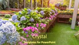  Presentation with purple flowers - Slide set featuring blooming-vibrant-purple-hydrangea-flowers background and a tawny brown colored foreground