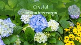  Presentation with hydrangea - Beautiful slide set featuring blooming-vibrant-purple-hydrangea-flowers backdrop and a forest green colored foreground