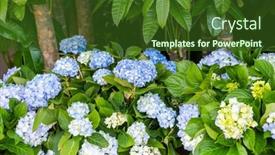  Presentation with hydrangea - Slide set with blooming-vibrant-purple-hydrangea-flowers background and a tawny brown colored foreground