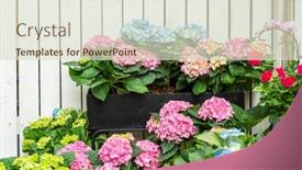  Presentation with purple flowers - PPT layouts featuring blooming-vibrant-purple-hydrangea-flowers background and a soft green colored foreground