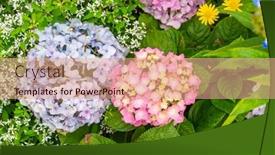  Presentation with hydrangea - Presentation theme consisting of blooming-vibrant-purple-hydrangea-flowers background and a coral colored foreground