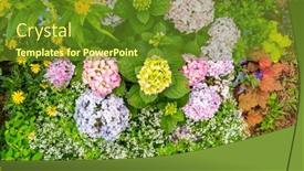  Presentation with hydrangea - PPT layouts consisting of blooming-vibrant-purple-hydrangea-flowers background and a tawny brown colored foreground