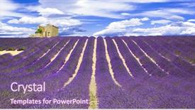  Presentation with lavander - PPT layouts having blooming violet fields of lavander background and a violet colored foreground