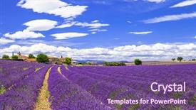  Presentation with lavander - Beautiful slide deck featuring blooming violet fields of lavander backdrop and a violet colored foreground